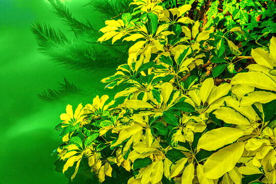 Variegated Schefflera Leaves Over Green Water