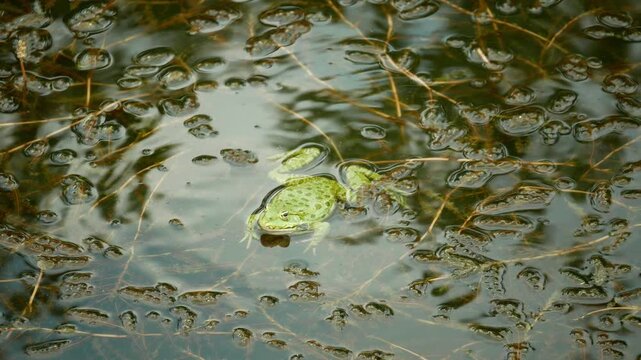 Marsh frog vocal sac Pelophylax ridibundus esculentus crisp-leaved pondweed curly bloated Potamogeton crispus mating resonant bladder edible frog green, amphibian water frog sits on mud animal moss in