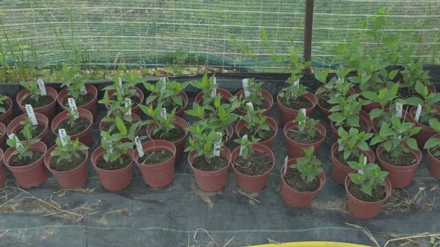 Potted hydrangea paniculata limelight growing in greenhouse