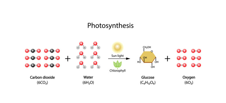 Photosynthesis process, photosynthesis equation formula, Biology Education. Calvin cycle. Vector illustration.