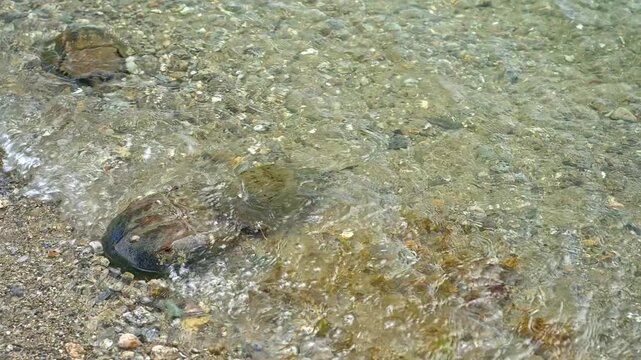 Prehistoric horseshoe crabs mating in the clear, shallow water of an estuary. The male clings to the female's back during the spawning season