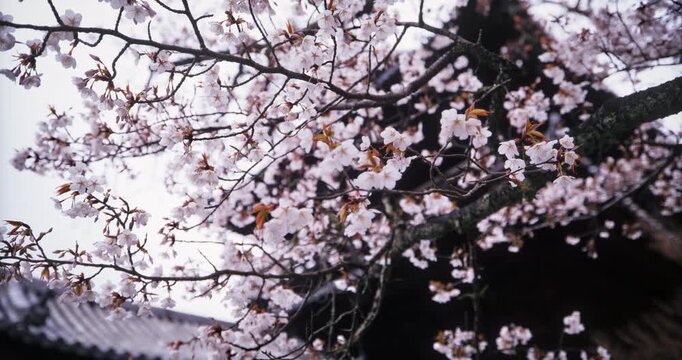 Smooth, low, dolly in shot on cherry blossom branches in front of ancient Japanese temple