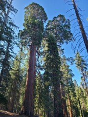 Fototapeta premium Tall Sequoia trees along the North Grove trail in Kings Canyon National Park, California