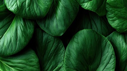 Obraz premium Fresh green leaves texture, botanical background, natural organic aesthetic