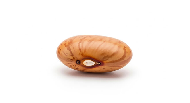 Single pinto bean with distinct brown stripes and a visible hilum on a clean white background Keywords: pinto bean