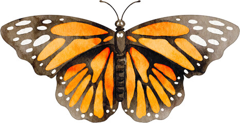 Watercolor illustration of a monarch butterfly isolated © Je