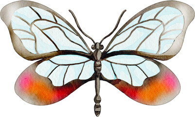 Watercolor illustration of a glasswing butterfly isolated © Je