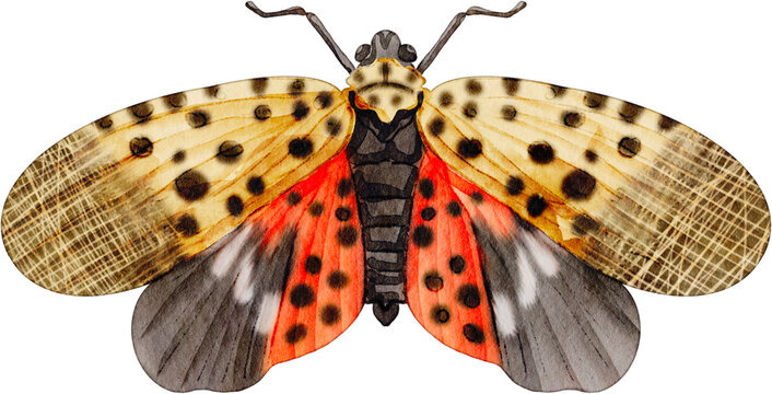 Watercolor illustration of spotted lanternfly with open wings