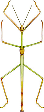 Walking stick insect illustration isolated on transparent background