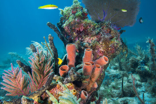 Vibrant pink tube sponges and sea plumes on a healthy Key Largo reefscape