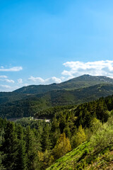 Fototapeta premium Scenic green mountain landscape with dense pine forest. A peaceful alpine scene featuring lush pine forests covering rolling hills under a vibrant blue sky with fluffy white clouds on a sunny day.
