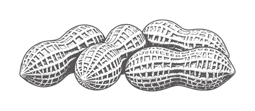 Five textured peanuts in a row with a sketched appearance food snack legume
