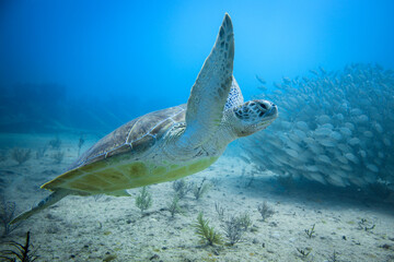 Fototapeta premium Green sea turtle swimming over a shipwreck with a large school of fish behind