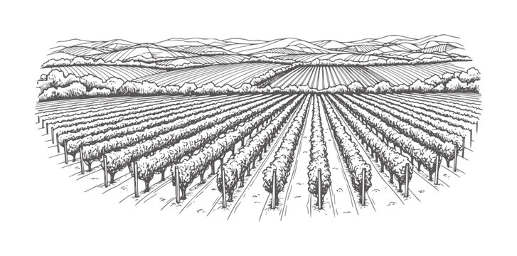 Rolling hills and vineyard rows in a black and white landscape