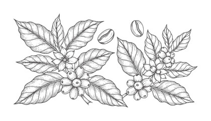 Vintage coffee plant branches with berries and flowers and beans berry © Mohammad