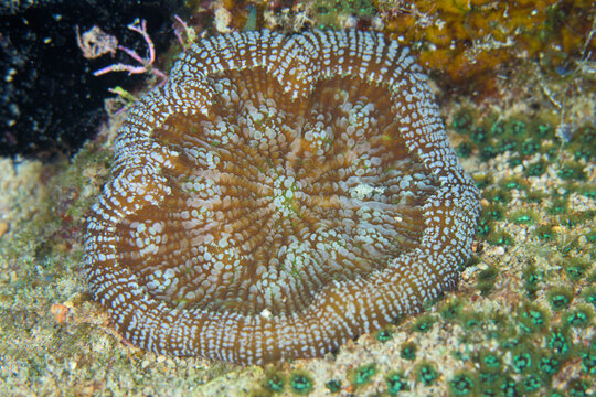 Atlantic mushroom coral growing on a reef in Key Largo Florida