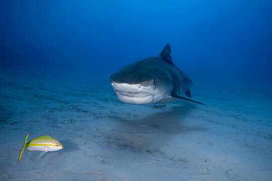 Tiger shark approaching a yellowtail snapper fish on a sandy ocean floor