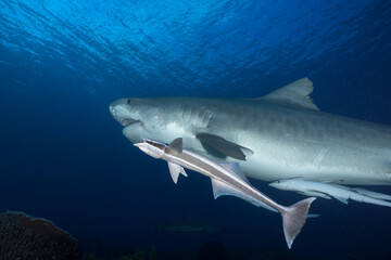 Fototapeta premium Close-up view of a tiger shark cruising near the surface with a large remora fish