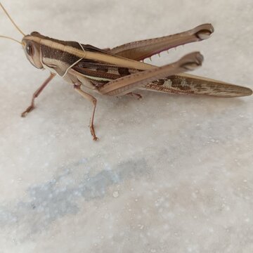 A locust can destroy crops in the Sahel region of West Africa