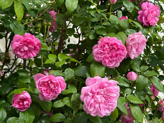 Obraz premium Rose bush attractive pink roses flowers.