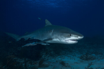 Fototapeta premium Tiger shark swimming low over a dark coral reef bottom