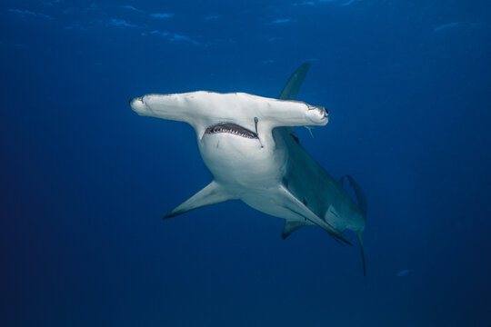 Head on view of a great hammerhead shark swimming with an attached remora fish near its mouth