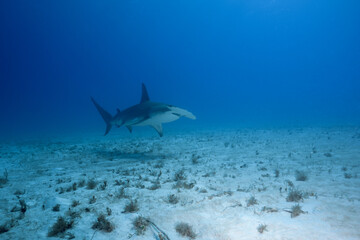 Obraz premium Great hammerhead shark cruising in distant open blue water above a sandy seabed
