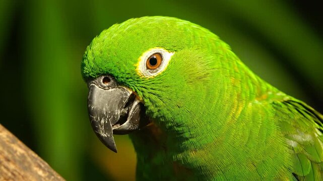 Green parrot perches on branch, displaying bright feathers and keen expression. Lush green backdrop creates vibrant environment. Concept of wildlife photography, conservation, aviary businesses