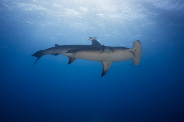 Fototapeta premium Great hammerhead shark swimming overhead under a bright surface