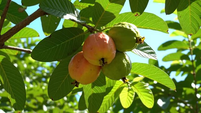 Ripe guava fruit hanging on a tree branch with green leaves in bright sunlight against a blue sky