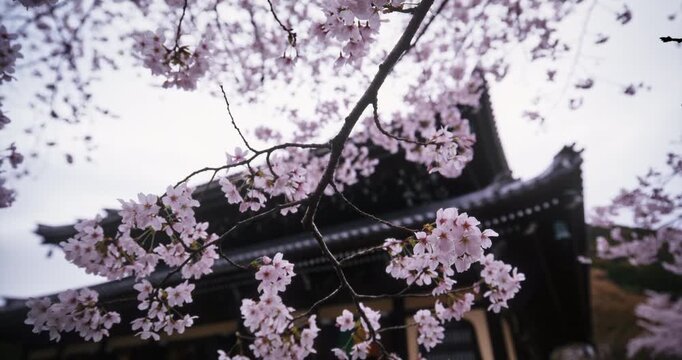 Low shot of beautiful cherry blossom branch near tall, ancient Japanese tower - low, rising slow motion shot