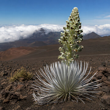 Silversword flower (Argyroxiphium sandwicense) on volcanic mountain terrain, rare Hawaiian alpine bloom