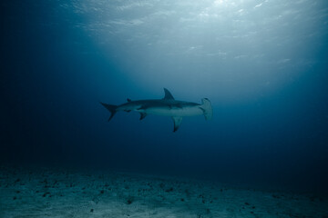 Naklejka premium Great hammerhead shark swimming through a dramatic sunbeam in deep water