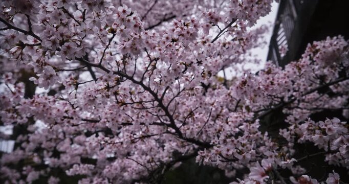 Steady cam, closeup movement across branches of spring cherry blossoms in Japan
