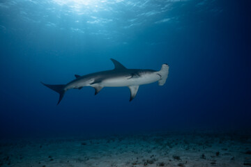 Fototapeta premium Great hammerhead shark cruising over sandy ocean floor under sunbeams