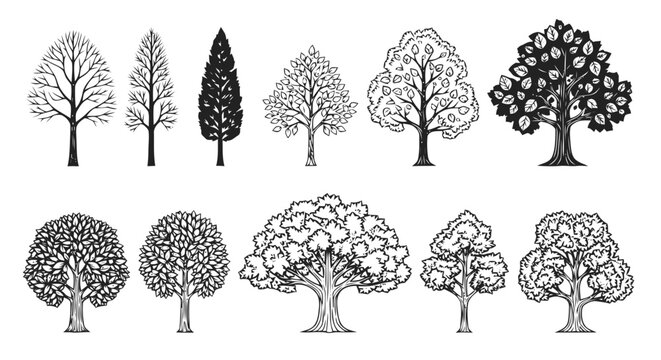 Vector illustration of collection of trees in different shapes and sizes on a transparent background