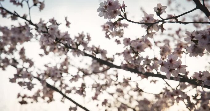 Cinematic silhouette of spring cherry blossoms on branches  at sunset