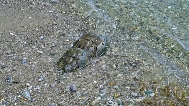 Two atlantic horseshoe crabs mating in the shallow waters of a beach. The male clasps the female as gentle waves wash over them, slow motion video.