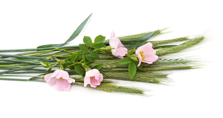 Fototapeta premium Green wheat spikelets with wild rose flowers isolated on a white background.