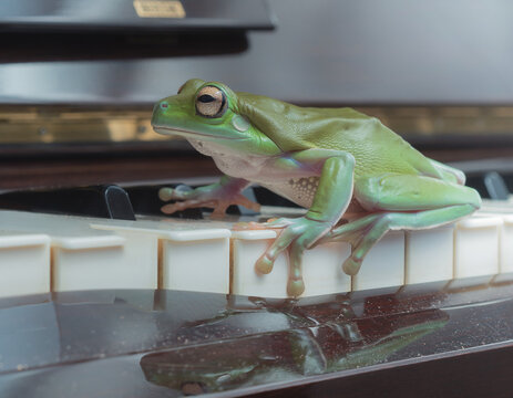 frog playing piano