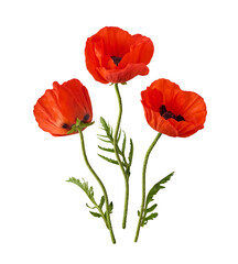 Obraz premium Bouquet of flying red poppy flowers with green stems and leaves isolated on a white background. Spring floral levitation concept.