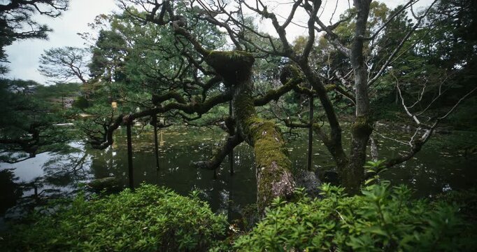 Tracking shot over mossy spring trees hanging over large Japanese pond