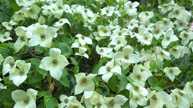 Abundant blooming of white kousa dogwood flowers on a green bush in a garden