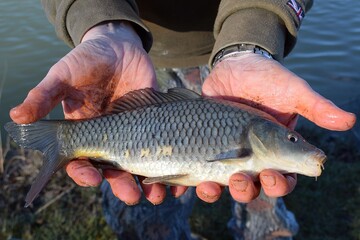 Angler Holding Freshwater Fish after Catch © Gemma