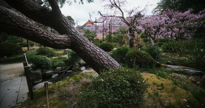 Tilt moving shot on tree in beautiful Japanese park