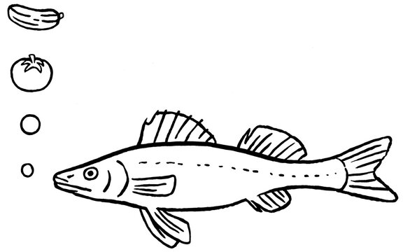 Zander mit Tomate, Gurke und Luftblasen, Schwarz-Wei&szlig;-Illustration