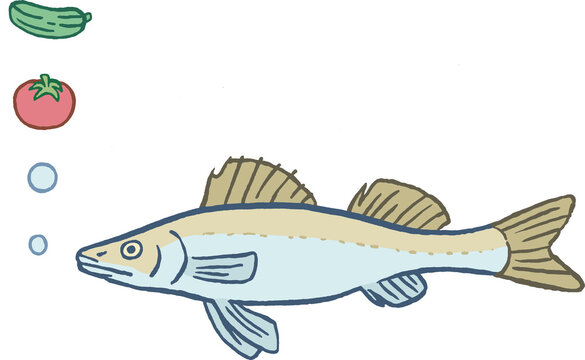 Zander mit Tomate, Gurke und Luftblasen, FarbIllustration, freigestellt
