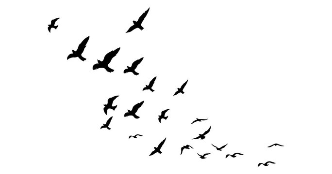 A swarm, group of doves flying in the sky, isolated in png transparent