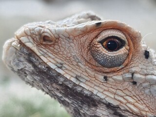 Naklejka premium Detailed Reptile Head and Scales