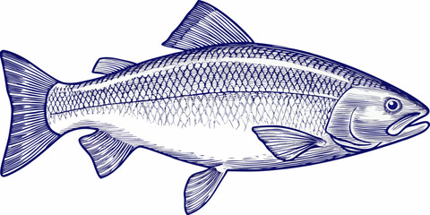 Blue Fish Engraving A Detailed Vector Illustration On White Background © MituRani